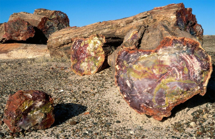 Вот такие когда-то были деревья